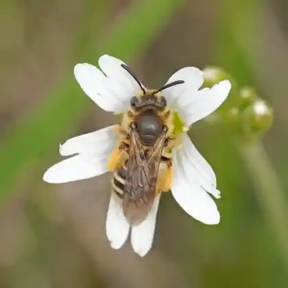 Foto von Gabel-Sandbiene (Andrena florivaga)