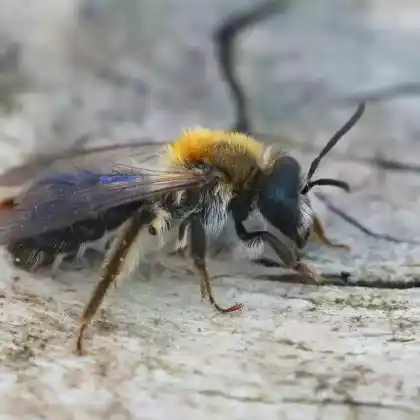 Foto von Wald-Lockensandbiene (Andrena fucata)