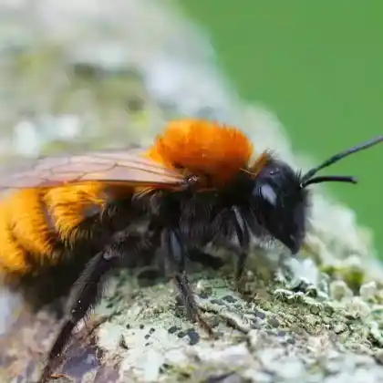 Foto von Fuchsrote Lockensandbiene (Andrena fulva)