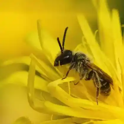 Foto von Pippau-Sandbiene (Andrena fulvago)