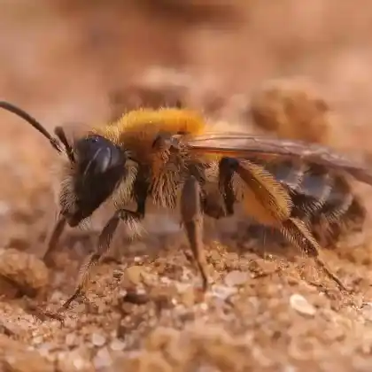 Foto von Östliche Zangensandbiene (Andrena fulvata)