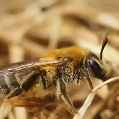 Foto von Heidekraut-Herbstsandbiene (Andrena fuscipes)