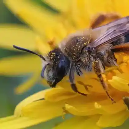 Foto von Weiße Bindensandbiene (Andrena gravida)