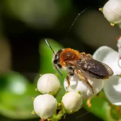 Foto von Rotschopfige Sandbiene (Andrena haemorrhoa)