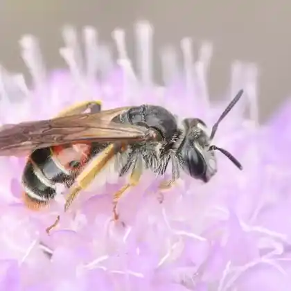Foto von Knautien-Sandbiene (Andrena hattorfiana)