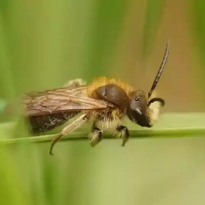 Foto von Schlehen-Lockensandbiene (Andrena helvola)