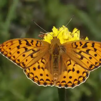 Foto von Bergmatten-Perlmuttfalter (Argynnis niobe)