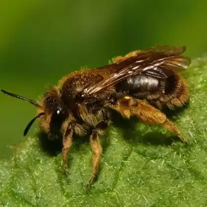 Foto von Gewöhnliche Dörnchensandbiene (Andrena humilis)
