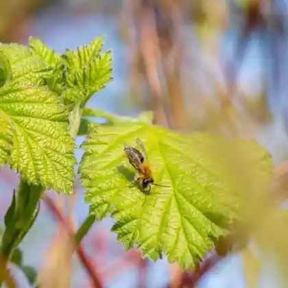 Foto von Rotklee-Sandbiene (Andrena labialis)