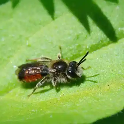 Foto von Rote Ehrenpreis-Sandbiene (Andrena labiata)