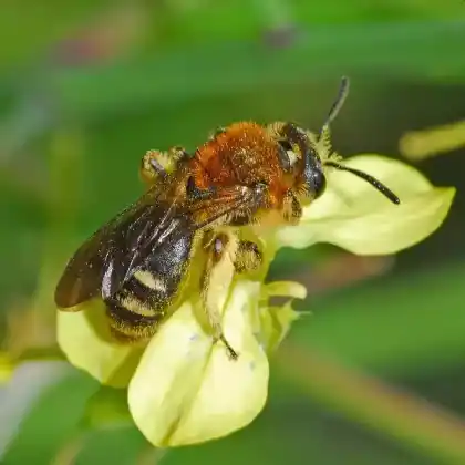 Foto von Zweizellige Sandbiene (Andrena lagopus)