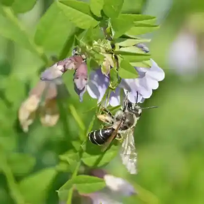 Foto von Zaunwicken-Sandbiene (Andrena lathyri)