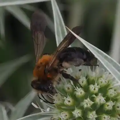 Foto von Schwarzhaarige Düstersandbiene (Andrena limata)