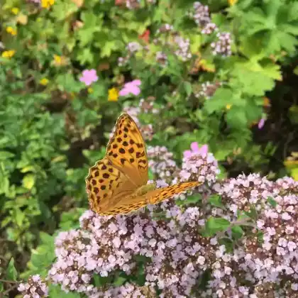 Foto von Kaisermantel (Argynnis paphia)