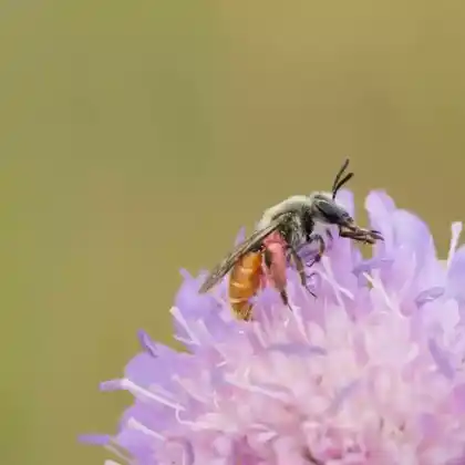 Foto von Skabiosen-Sandbiene (Andrena marginata)