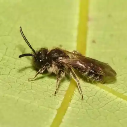 Foto von Gewöhnliche Zwergsandbiene (Andrena minutula)