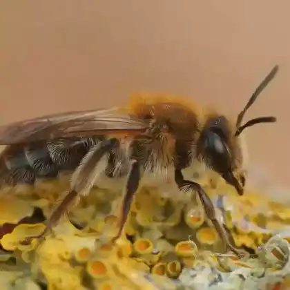 Foto von Auen-Lockensandbiene (Andrena mitis)