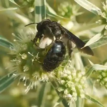 Foto von Schwarze Düstersandbiene (Andrena morio)