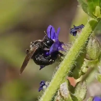 Foto von Ochsenzungen-Sandbiene (Andrena nasuta)