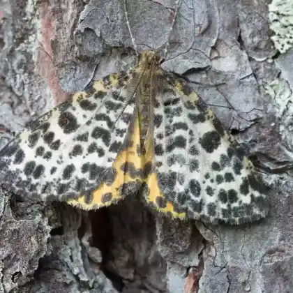 Foto von Gefleckter Rauschbeerenspanner (Arichanna melanaria)