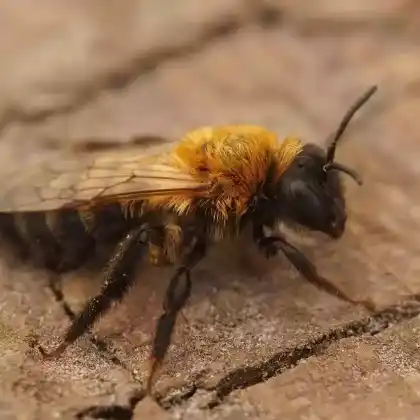 Foto von Schwarzköpfige Herbstsandbiene (Andrena nigriceps)