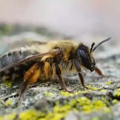 Foto von Erzfarbene Düstersandbiene (Andrena nigroaenea)
