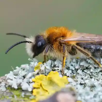 Foto von Glänzende Düstersandbiene (Andrena nitida)