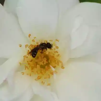 Foto von Sommer-Kielsandbiene (Andrena nitidiuscula)
