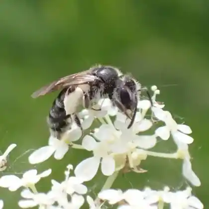 Foto von Weißbindige Zwergsandbiene (Andrena niveata)