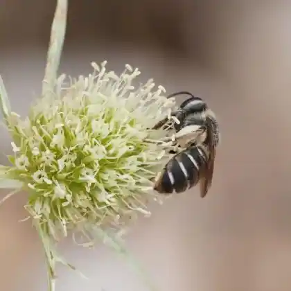 Foto von Große Möhren-Sandbiene (Andrena nuptialis)