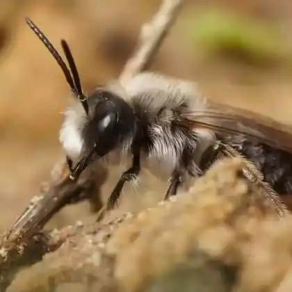 Foto von Graue Lockensandbiene (Andrena nycthemera)