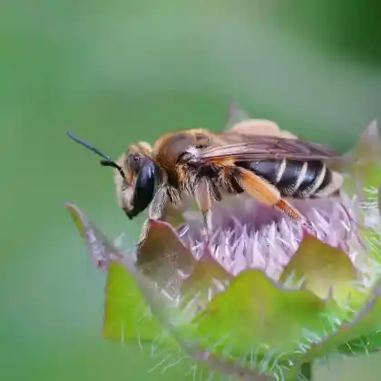 Foto von Ovale Kleesandbiene (Andrena ovatula)