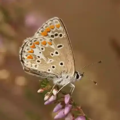 Foto von Zweibrütiger Sonnenröschen-Bläuling (Aricia agestis)