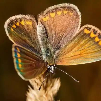 Foto von Zweibrütiger Sonnenröschen-Bläuling (Aricia agestis)