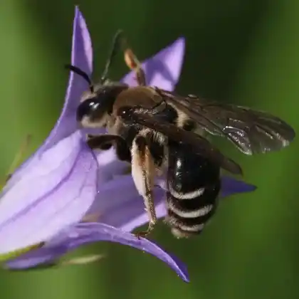 Foto von Graue Schuppensandbiene (Andrena pandellei)