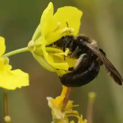 Foto von Schwarze Köhlersandbiene (Andrena pilipes)