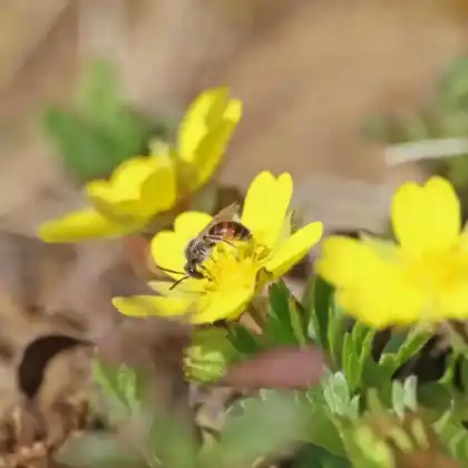 Foto von Rote Fingerkraut-Sandbiene (Andrena potentillae)
