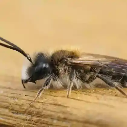 Foto von Frühe Lockensandbiene (Andrena praecox)