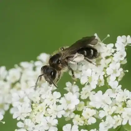 Foto von Frühe Doldensandbiene (Andrena proxima)