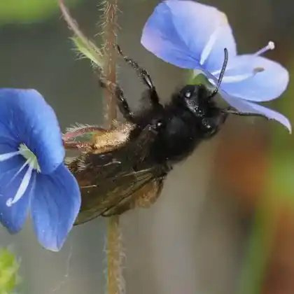 Foto von Alpenrosen-Lockensandbiene (Andrena rogenhoferi)