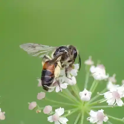 Foto von Bärenklau-Sandbiene (Andrena rosae)