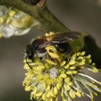 Foto von Rotschienen-Sandbiene (Andrena ruficrus)