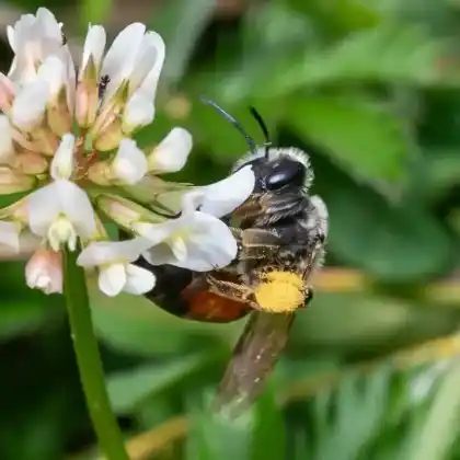Foto von Rote Schuppensandbiene (Andrena rufizona)