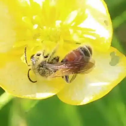 Foto von Schencks Sandbiene (Andrena schencki)