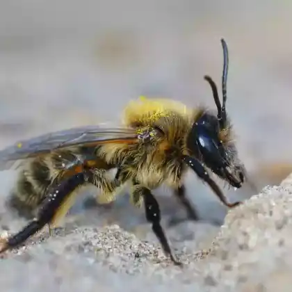 Foto von Schottische Erdbiene (Andrena scotica)
