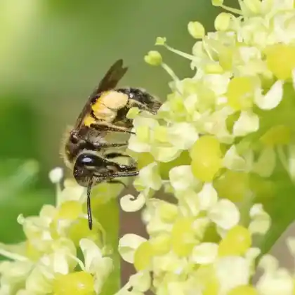 Foto von Glattrandige Zwergsandbiene (Andrena semilaevis)