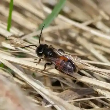Foto von  (Andrena stragulata)
