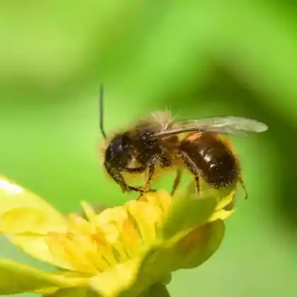 Foto von Breitrandige Lockensandbiene (Andrena synadelpha)