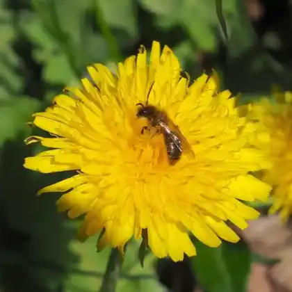 Foto von Löwenzahn-Dörnchensandbiene (Andrena taraxaci)