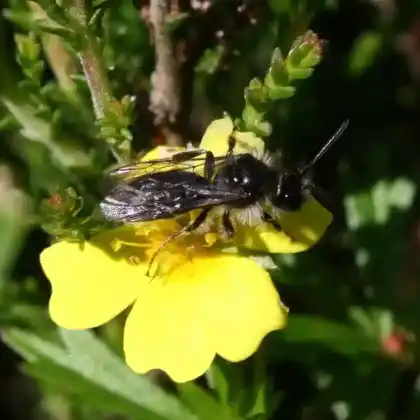 Foto von Blutwurz-Sandbiene (Andrena tarsata)